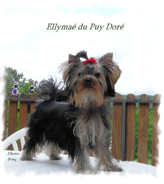 Ellymae du Puy Doré