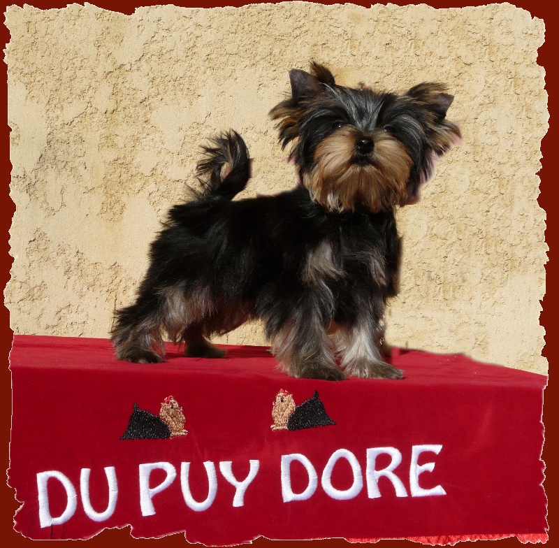 Elly du Puy Doré