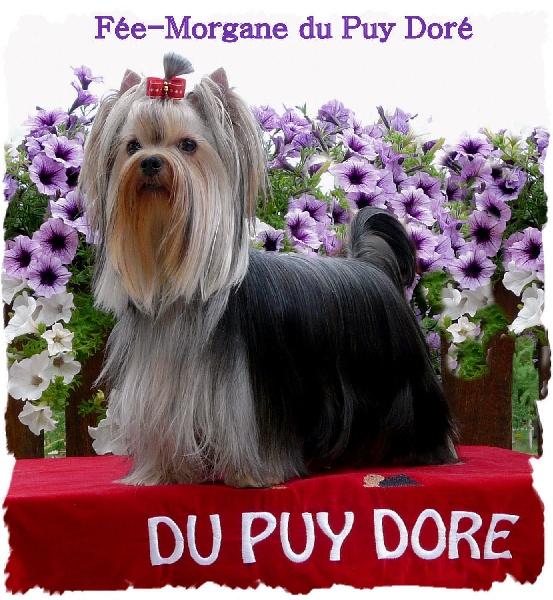 Fee morgane du Puy Doré