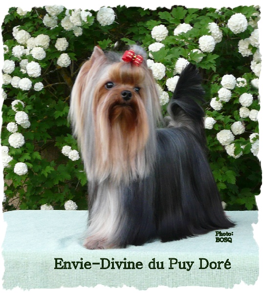 Envie-divine du Puy Doré