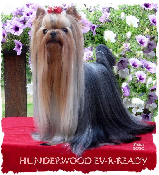 CH. Hunderwood Ev-r-ready