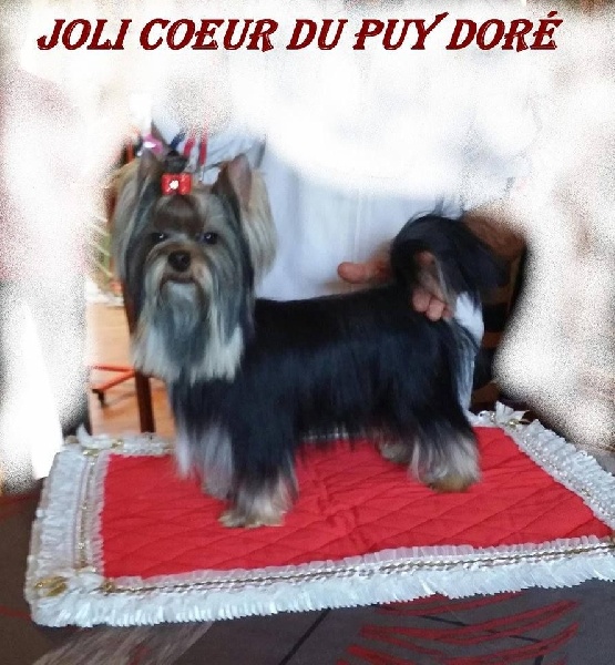 Joli-coeur du Puy Doré