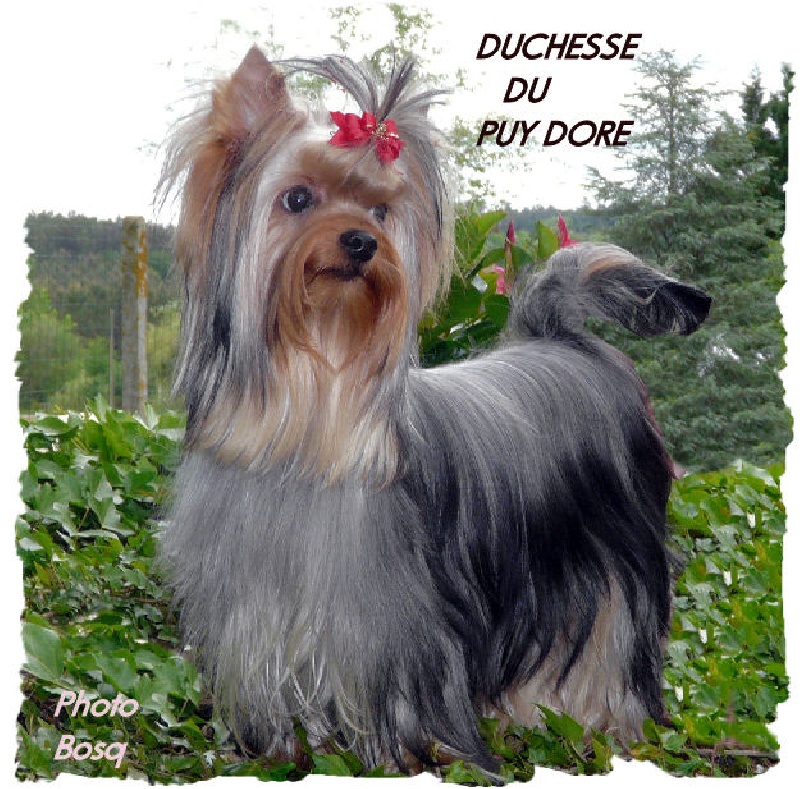 Duchesse du Puy Doré