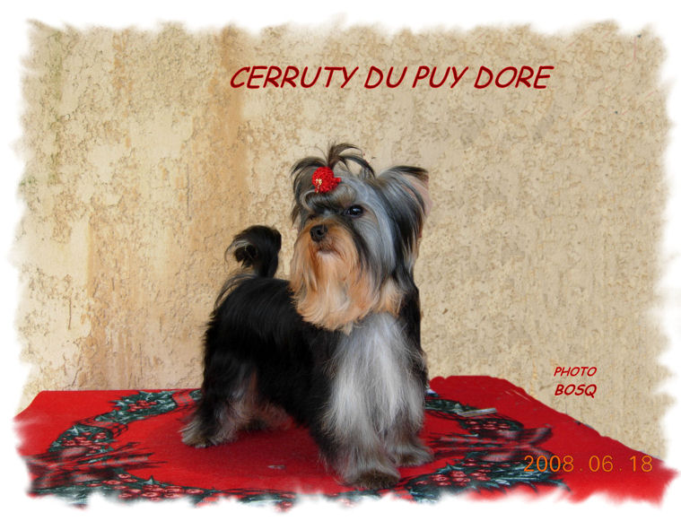 CH. Cerruty du Puy Doré