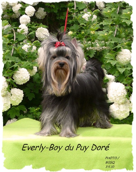 CH. Everly-boy du Puy Doré
