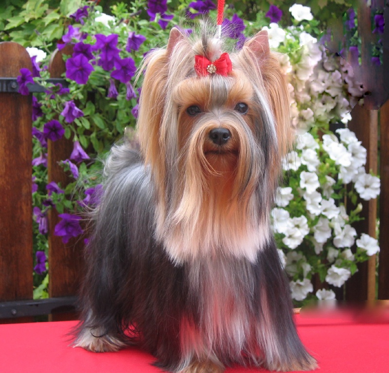 Vahia du Puy Doré
