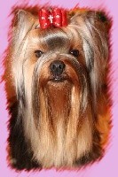 Cybelle girl du Puy Doré