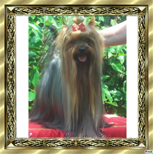 Duchesse du Puy Doré