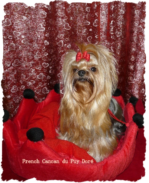 French-cancan du Puy Doré