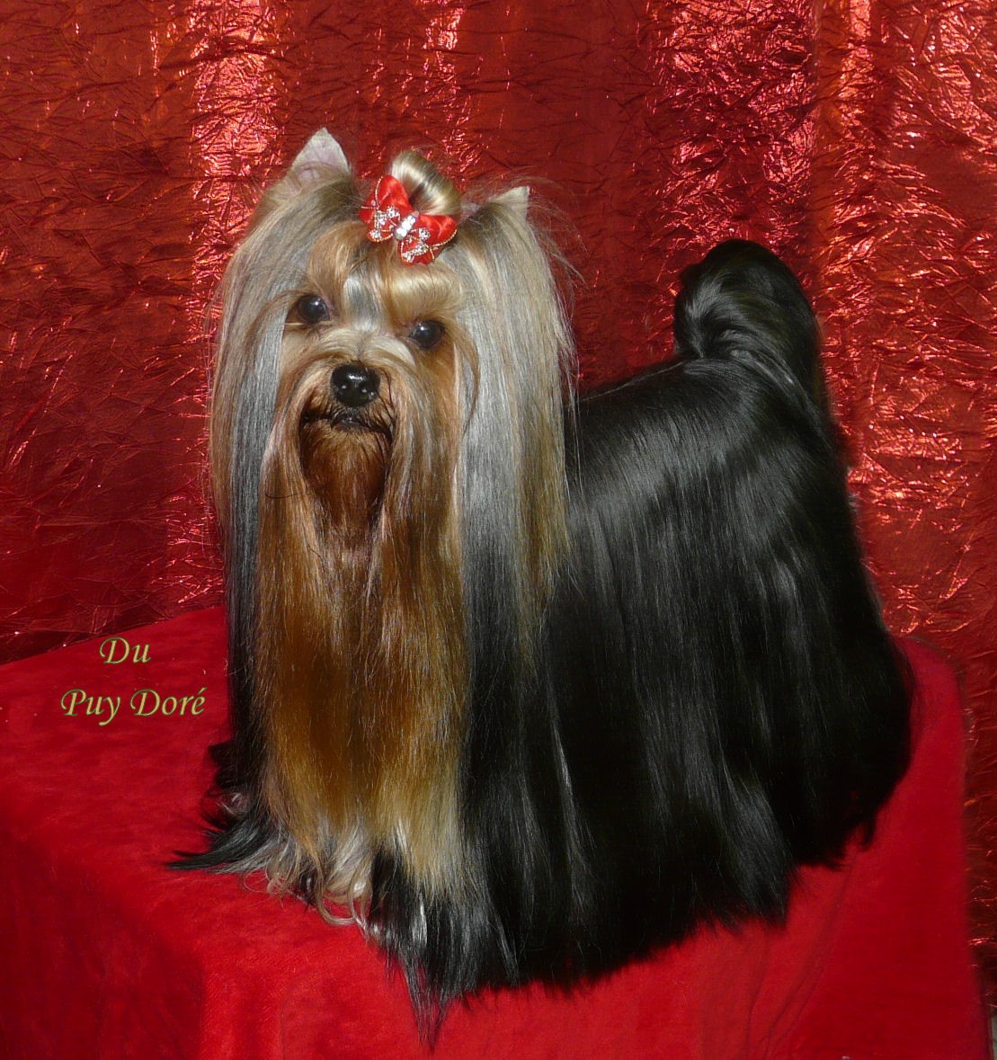 Mona-lysa du Puy Doré