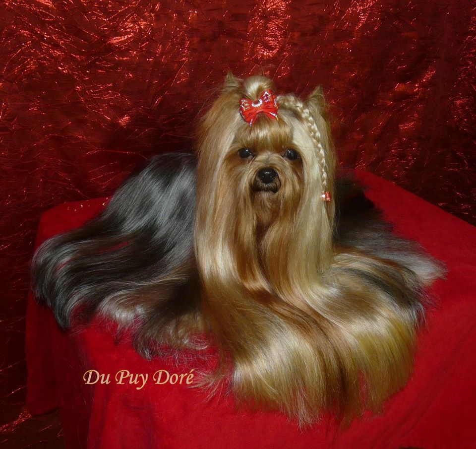CH. I'm so pretty du Puy Doré