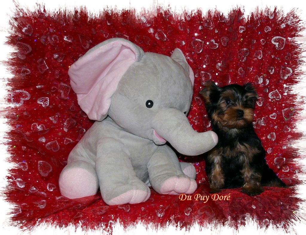 CHIOT 3